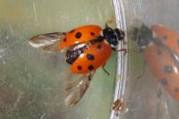 Hippodamia variegata