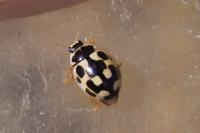 Propylea quatuordecimpunctata