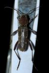 Xylotrechus stebbingi