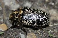 Polyphylla fullo