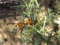Stictoleptura rubra