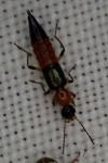 Paederus littoralis