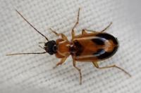 Badister meridionalis