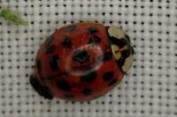 Harmonia axyridis