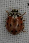 Harmonia quadripunctata