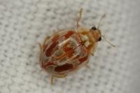 Myrrha octodecimguttata formosa