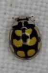 Oenopia lyncea