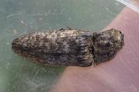 Agrypnus murinus