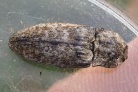 Agrypnus murinus