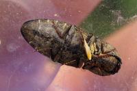 Agrypnus murinus