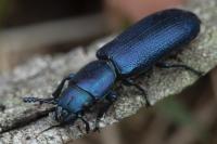 Temnoscheila caerulea