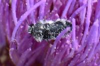 Acmaeoderella perroti perroti