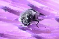 Acmaeoderella perroti perroti