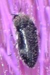 Acmaeoderella perroti perroti