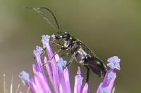 Oedemera flavipes