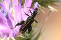 Oedemera flavipes