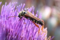 Stenopterus rufus