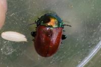 Chrysolina polita