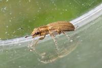 Sitona lineatus