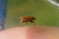 Sitona lineatus