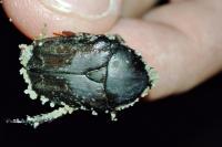 Protaetia