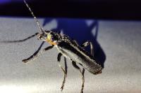 Cantharis obscura