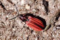 Anostirus purpureus