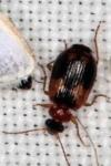 Lebia scapularis