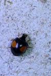 Harmonia axyridis