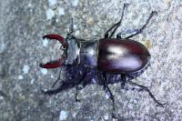 Lucanus cervus