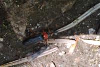 Cantharis pellucida