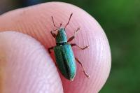 Polydrusus impar