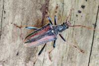Oxymirus cursor