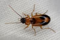 Badister meridionalis