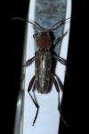 Xylotrechus stebbingi