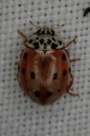 Harmonia quadripunctata