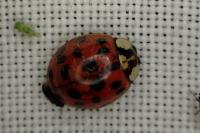 Harmonia axyridis