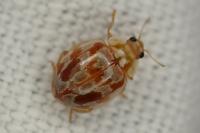 Myrrha octodecimguttata formosa