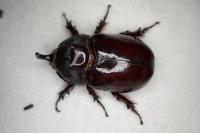 Oryctes nasicornis