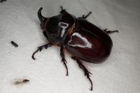 Oryctes nasicornis