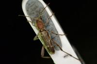 Xylotrechus stebbingi