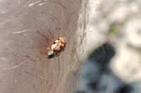 Harmonia quadripunctata