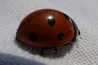 Coccinella septempunctata