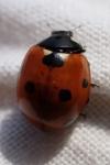 Coccinella septempunctata