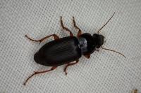 Pseudoophonus rufipes
