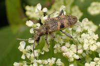 Rhagium mordax
