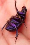 Anoplotrupes stercorosus