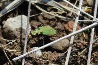 Cicindela campestris