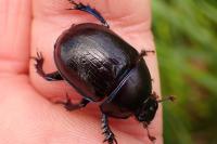 Anoplotrupes stercorosus