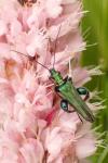 Oedemera nobilis